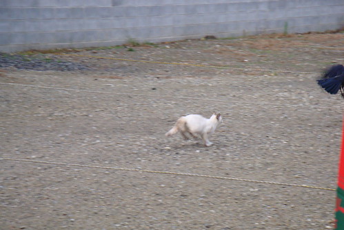 Today's Cat@20081118