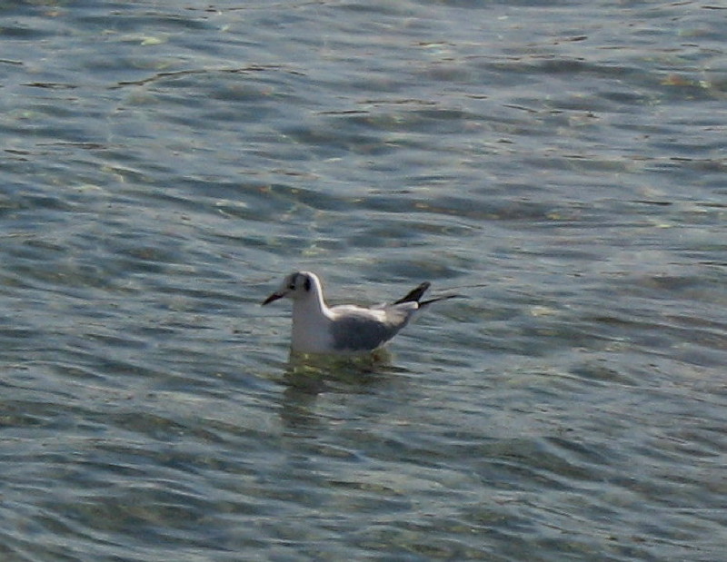 4-12-2008-seagullfloating