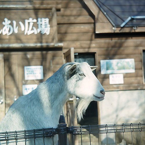 A goat in Omoriyama zoo