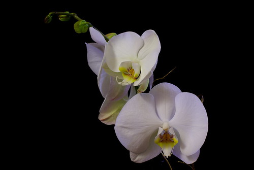 Orchid Phalaenopsis - IMGP5960