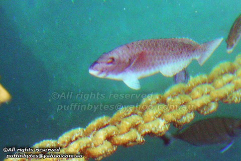 European Parrotfish - Sparisoma cretense