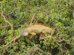 iguanas galore