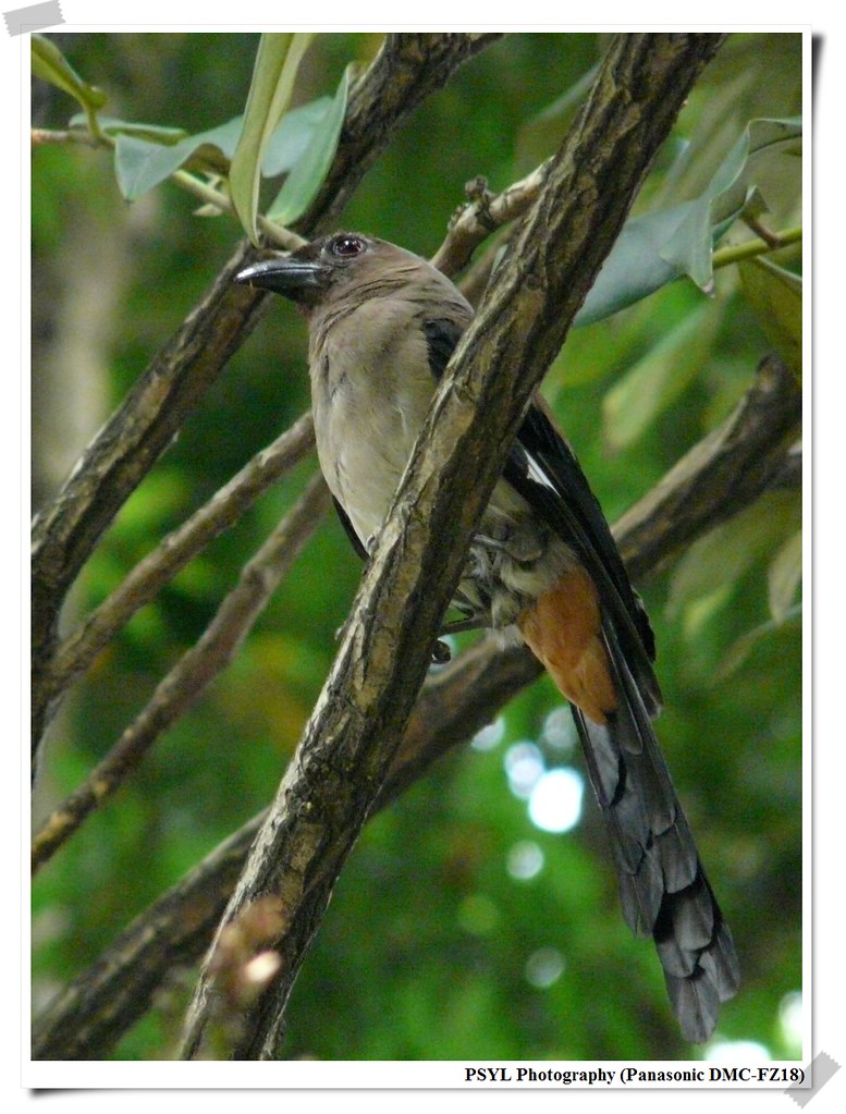 Gray Treepie (Dendrocitta formosae) - 樹鵲