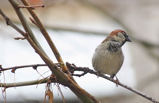 Sparrow-Bay Ridge
