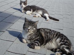Feral cats who have been vaccinated and neutered