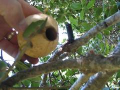 Oak Hymenoptera (after)
