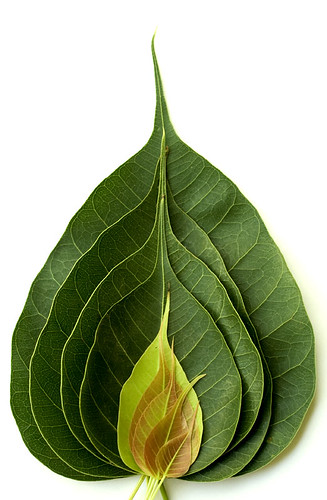 9 generaciones de hojas en una sola foto