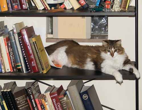 Cuddles on bookshelf