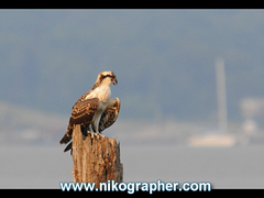Osprey Chick @ Belle Haven Marina (Video of images) 7/17/2008