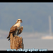 Osprey Chick @ Belle Haven Marina (Video of images) 7/17/2008