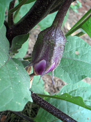 baby eggplant on the plant