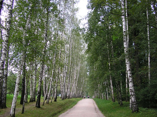 birch trees leading to Tolstoy's estate ©  khawkins33