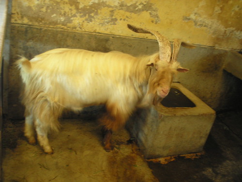 ambewela   aberforth the goat