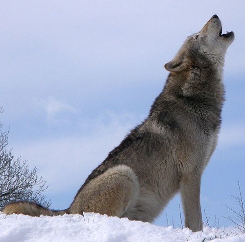 Dakota, a Grey Wolf - Public Domain, by Retron