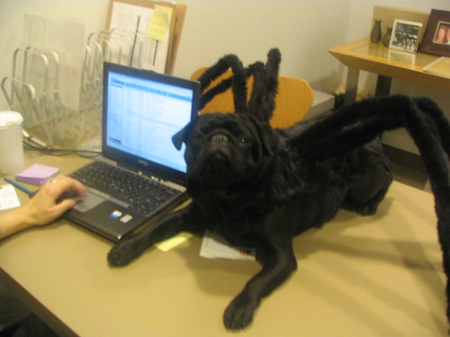 Spider-Dog laptop computer