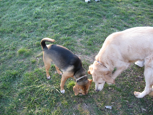 Laney and Gizmo search for crumbs