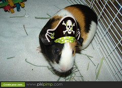 Guinea Pirate!