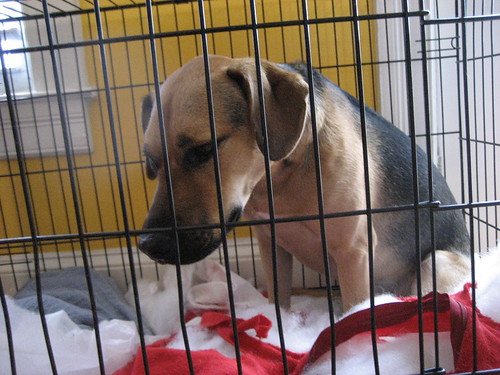 Caged, the taxi dog is all depression and disappointment