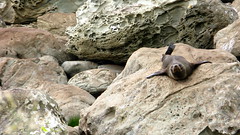 A seal on the rocks near Kaikoura, New Zealand
