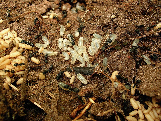 Formigas - Itapuã
