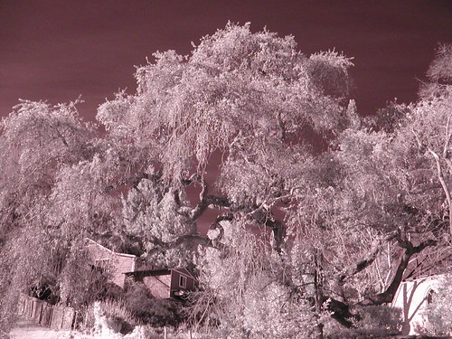 Infrared Oak Tree