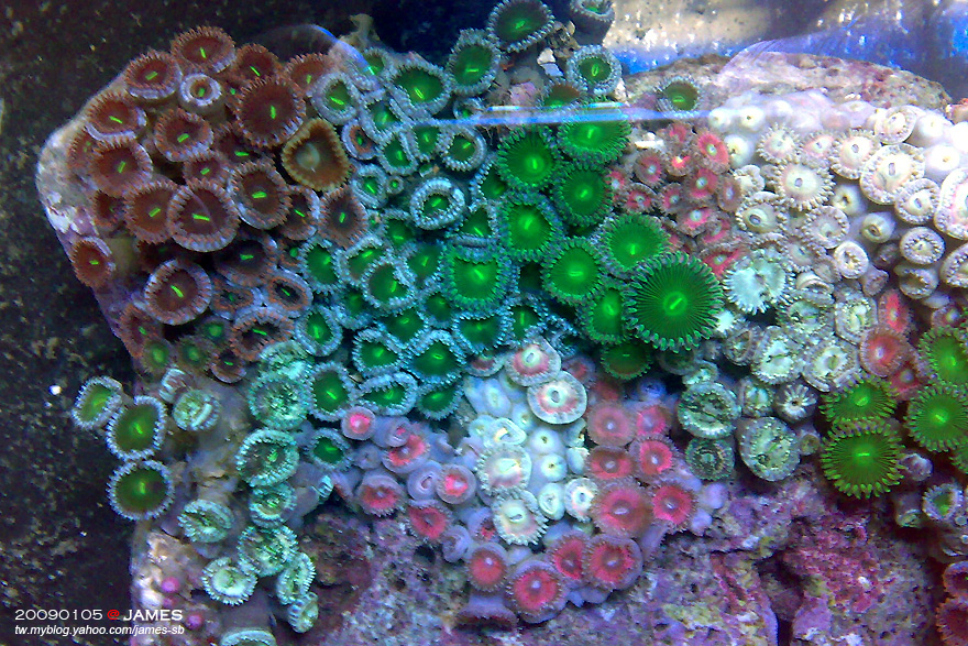五顏六色的鈕扣海葵