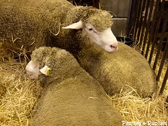 Moutons - Salon de l'agriculture