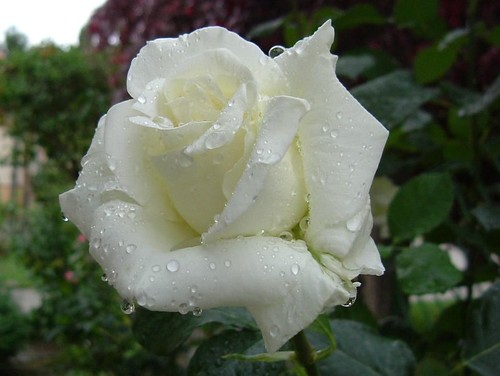 white rose pictures. it#39;s my white rose in the rain