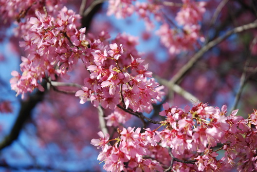 BBG 08 Cherry Blossoms