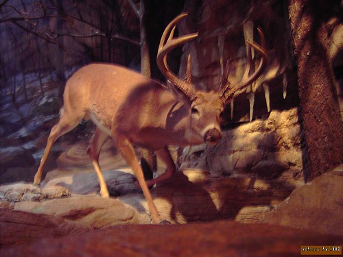 erm Deer? at Fernbank Museum