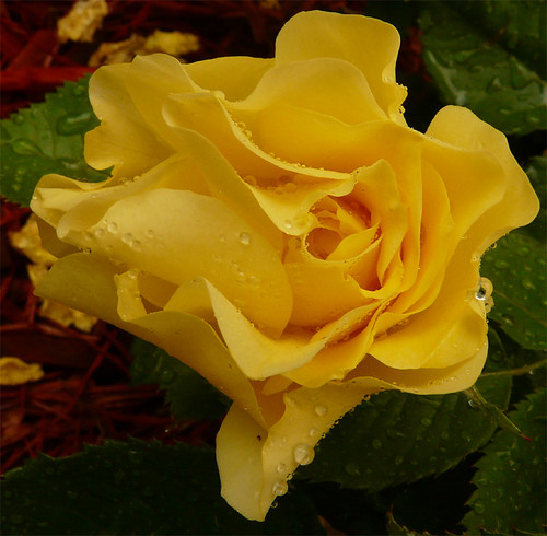 Yellow Rose in the Rain
