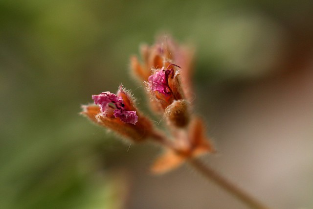 geranium buds