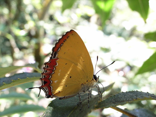 蝴蝶：紅邊黃小灰蝶