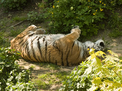Kyiv zoo. Tiger