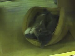 Napping at Petsmart