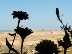 Hot air balloons and flowers, Cappadocia, Turkey