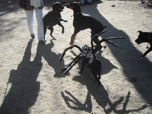 Spider-Dog with other dogs