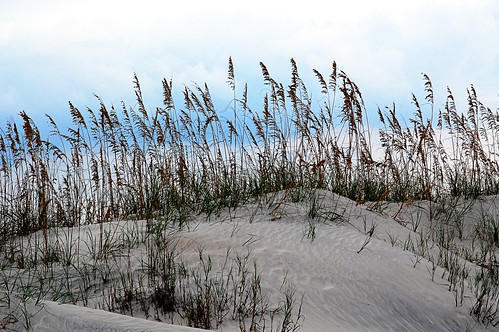 The dune  