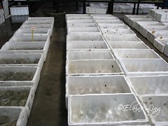 Boxes of Fishes