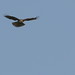 Redtail Kiting 2008_10_31