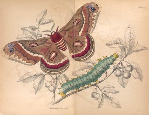 Hyalophora Cecropia.  (1843)