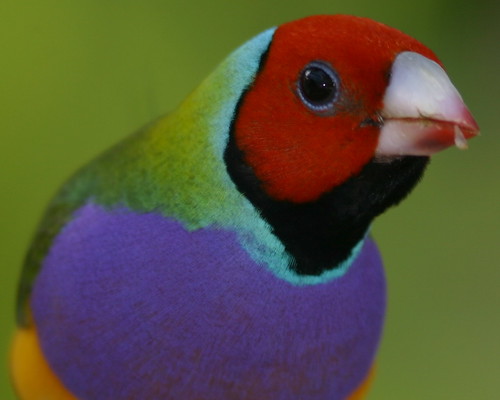 Finch Closeup