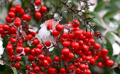 Capodanno 2009 - Nevicata