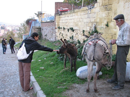 Julie and the donkey