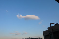 大海を渡る / A whale in the sky