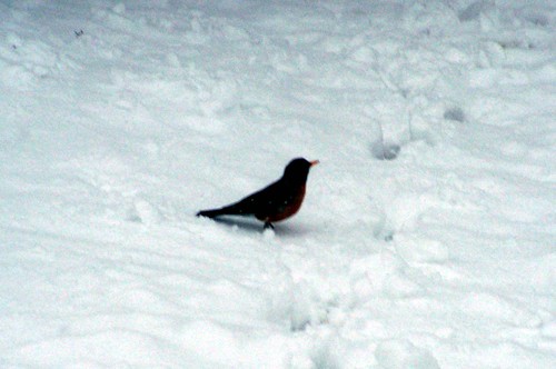 Snow 32808 Bird