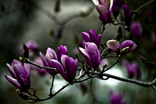 tulip magnolia tree pictures. Purple Saucer Magnolia