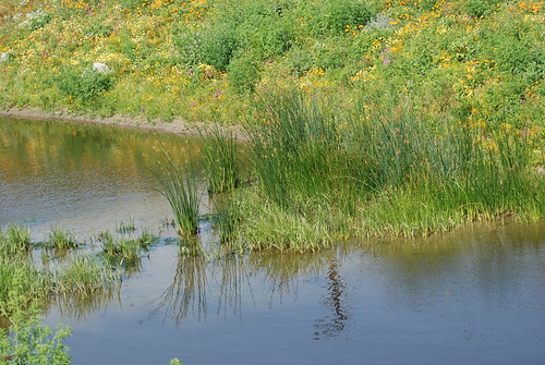 Rushes at the Dominguez Gap Wetlands