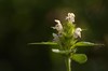 Galeopsis tetrahit - Gewone hennepnetel, bloemen