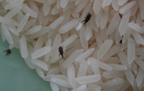 rice weevils